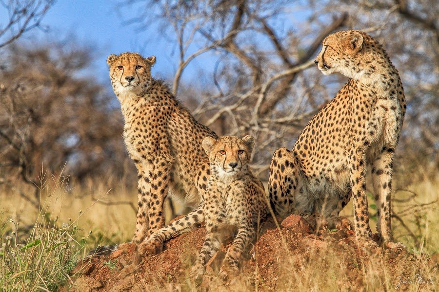 tanzania-safari-tips